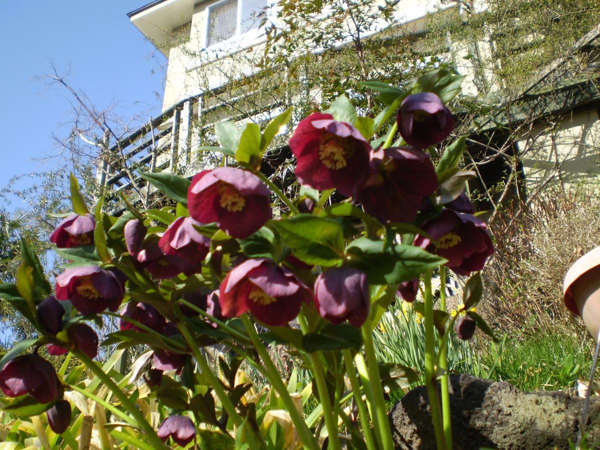 Chiisana Hotel Hanaikada Ito  Exteriér fotografie